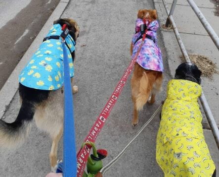 Back view of three dogs wearing jackets on a walk