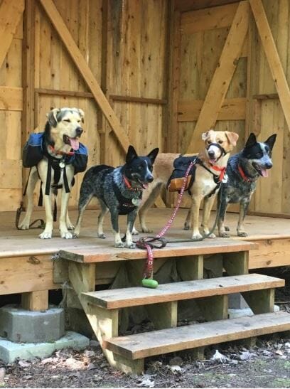 Four dogs on leashes and standing above wooden stairs