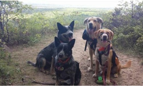 Four dogs sitting on a hiking trail