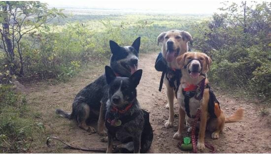 Four dogs sitting on a hiking trail