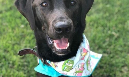 Happy black dog wearing a bandana