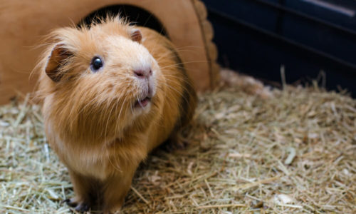 Brown guinea pig standing in hay