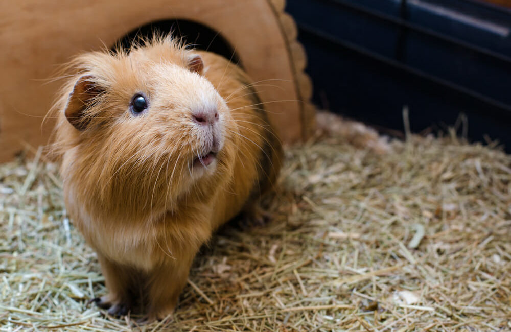 Brown guinea pig standing on hay