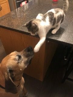 Rocket the cat sticking its paw out at the dog