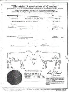 Holstein Association of Canada registration paper