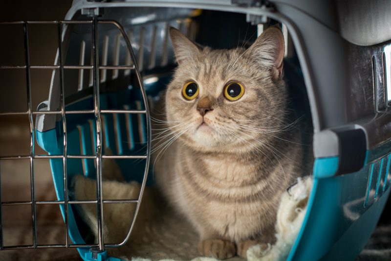 cat in carrier