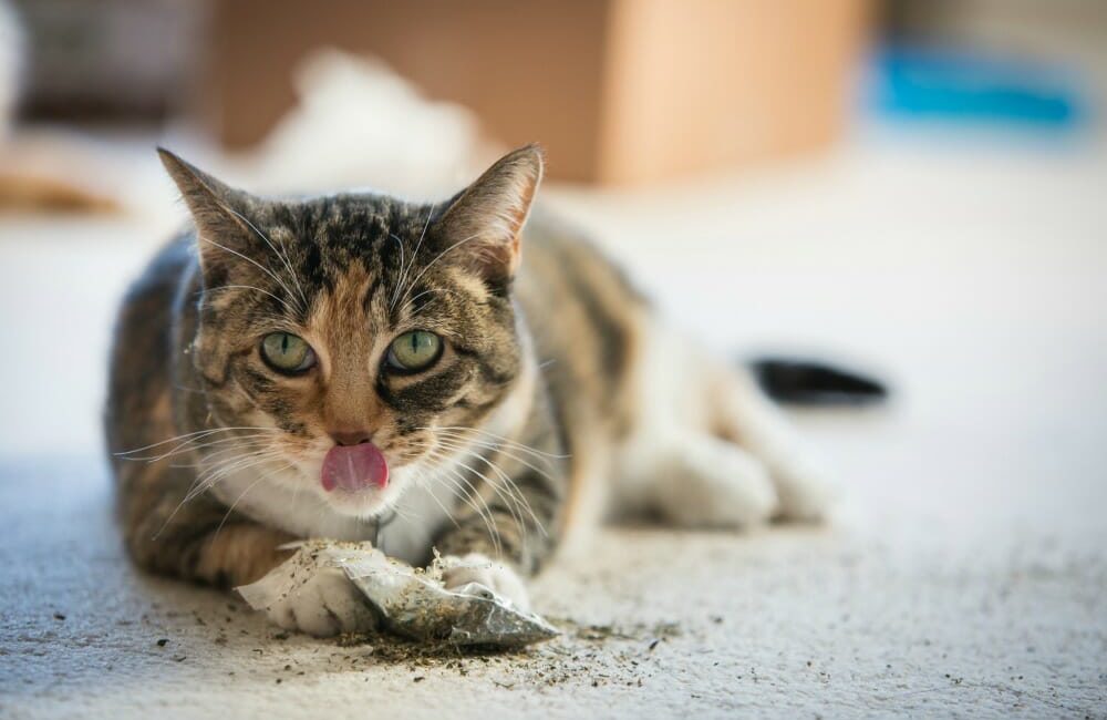 Cat lying down and sticking its tongue out