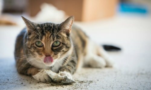 Cat lying down and sticking its tongue out