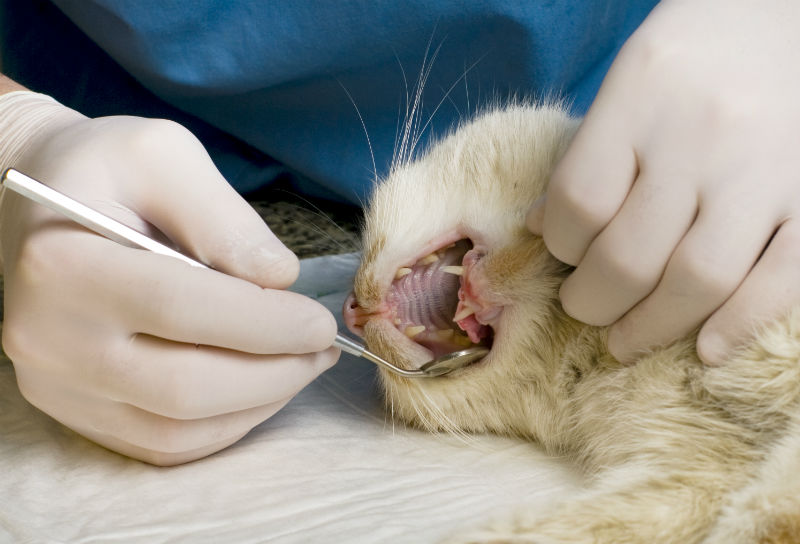 Cat Receiving Dental Treatment