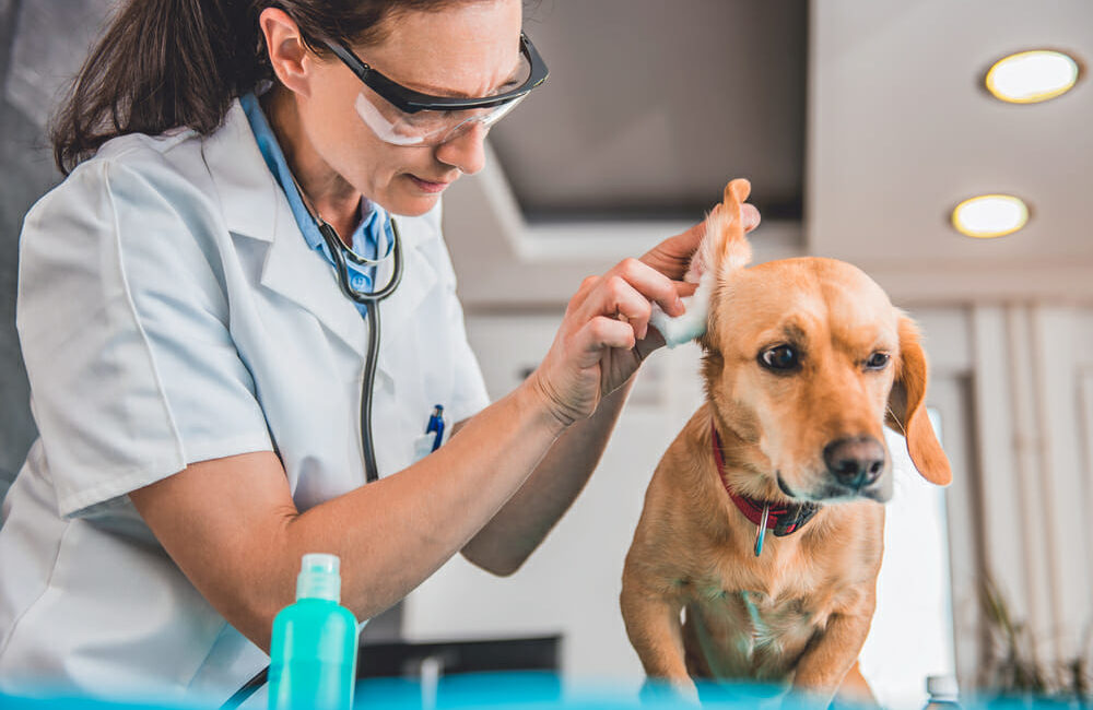 Veterinarian cleaning the ear of a dog