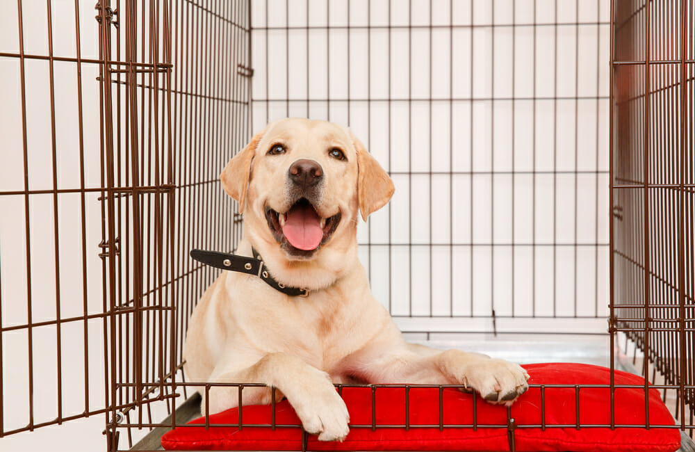 Labrador Retriever puppy in a crate