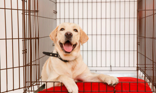 Labrador Retriever puppy in a crate