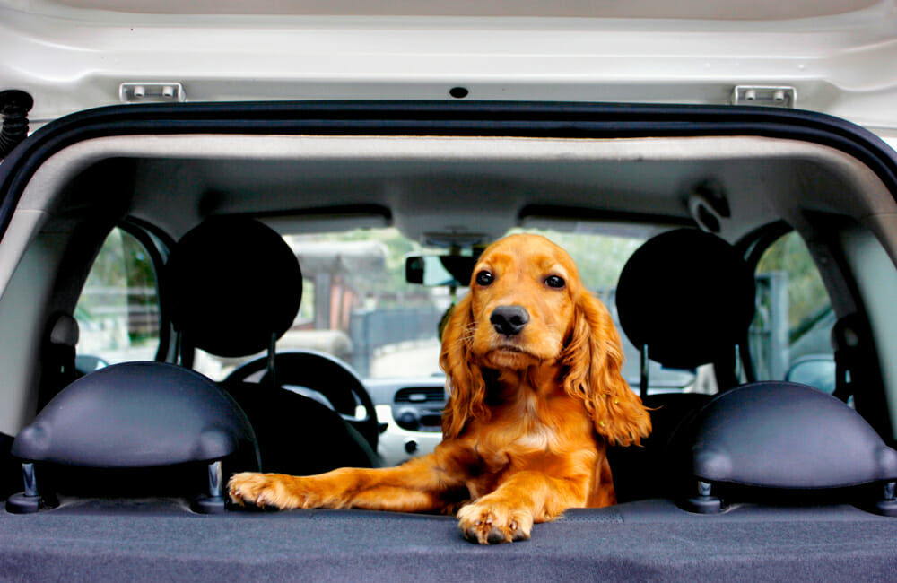 Dog standing on the back seat of a car and facing the open back door