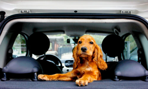 Dog standing on the back seat of a car and facing the open back door
