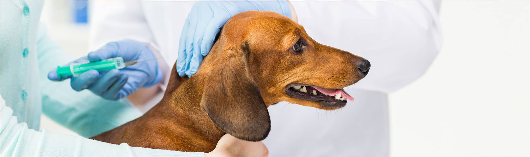Делайте вакцинацию от бешенства. Вакцинация собак. Прививка собаке. Вакцинация против бешенства собак. Укол от бешенства собаке.