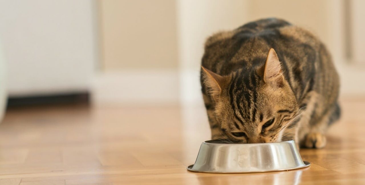Cat eating out of a metal bowl
