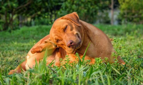 Dog lying in grass and scratching its leg