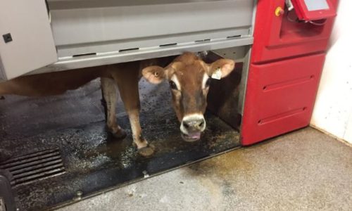 Cow peeking its head out under a metal door