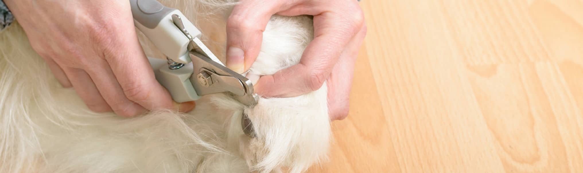 How To Cut Large Dogs Nails – Big Barker
