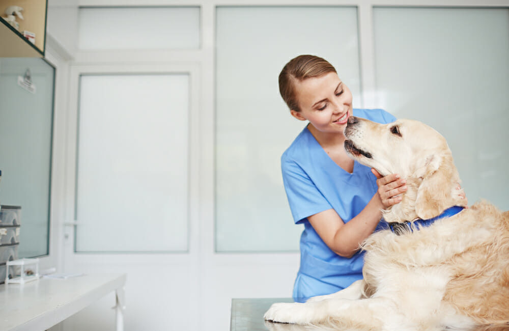 Veterinarian petting a dog