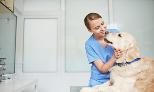 Veterinarian petting a dog