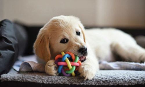 Puppy biting on a toy