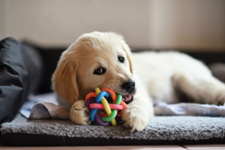 Puppy biting on a toy