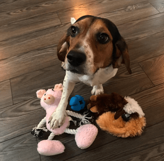 rescue dog with toys