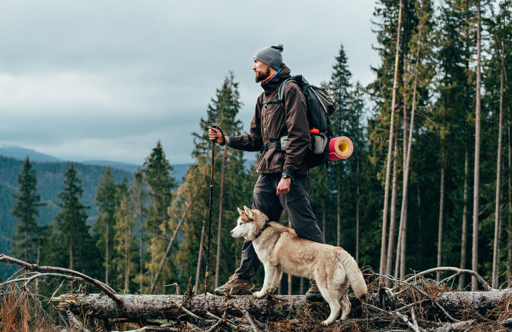 A dog and a man with camping gear standing on tree branch