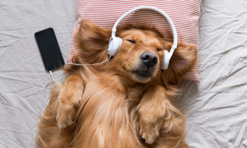 A dog lying in bed, wearing headphones and listening to music