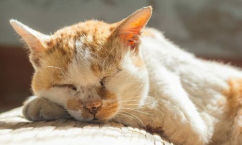 Orange and white cat sleeping