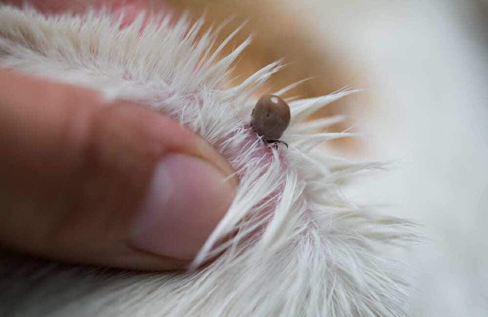 Hand squeezing fur with a tick