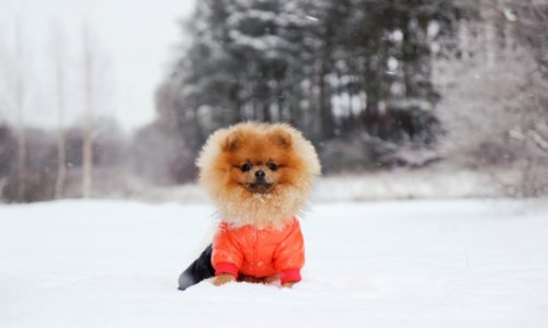 Dog wearing a jacket and sitting in the snow